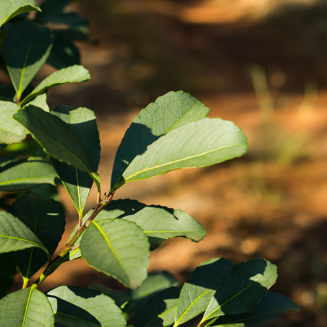 A LEAF IN TIME: THE HISTORY AND MODERN INFLUENCE OF YERBA MATE